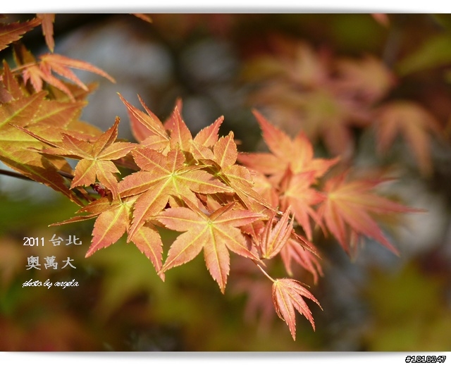 槭紅染山頭~台北奧萬大