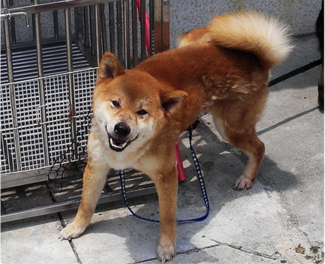 柴犬家族