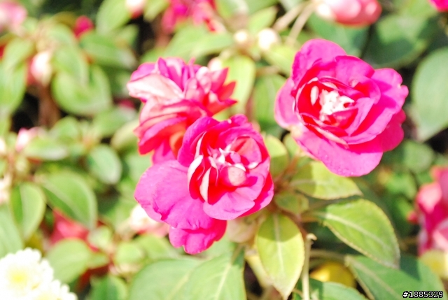用nikon d60 留影短暫的歡樂時光
