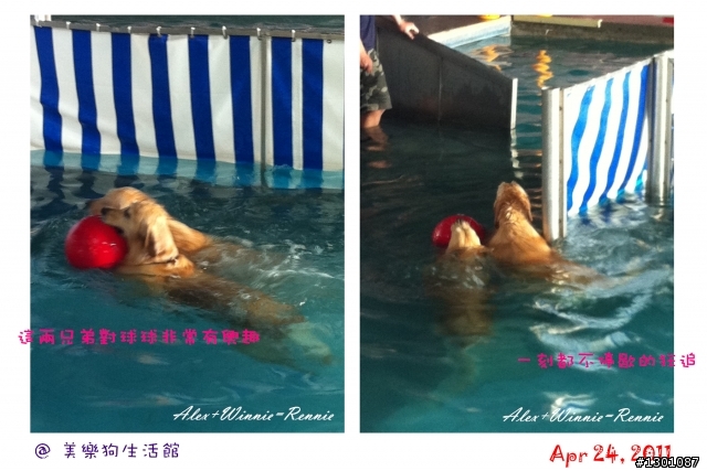 Tony,游泳囉!@美樂狗生活館