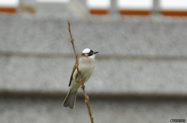求救:TAMRON 70-300mm VC (A005)拍不出想要的清晰感