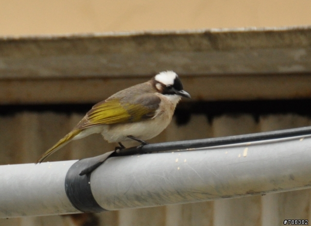 求救:TAMRON 70-300mm VC (A005)拍不出想要的清晰感
