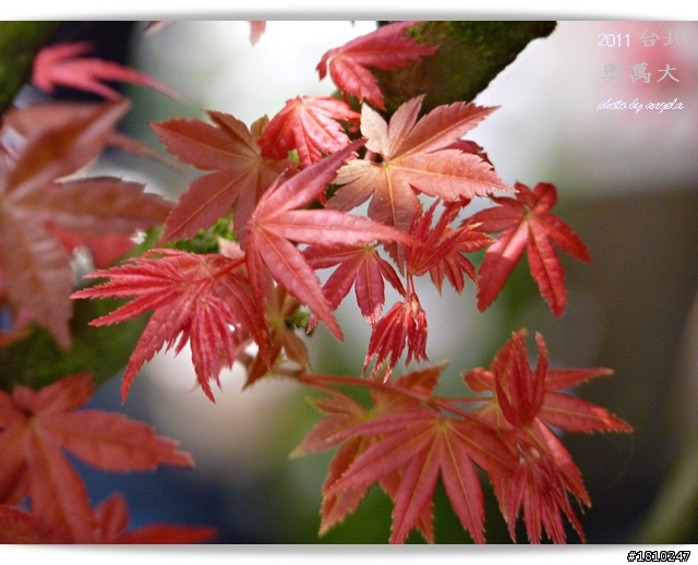 槭紅染山頭~台北奧萬大
