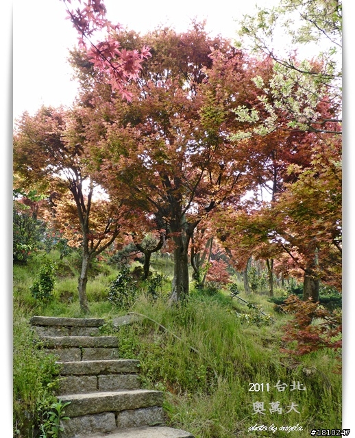 槭紅染山頭~台北奧萬大