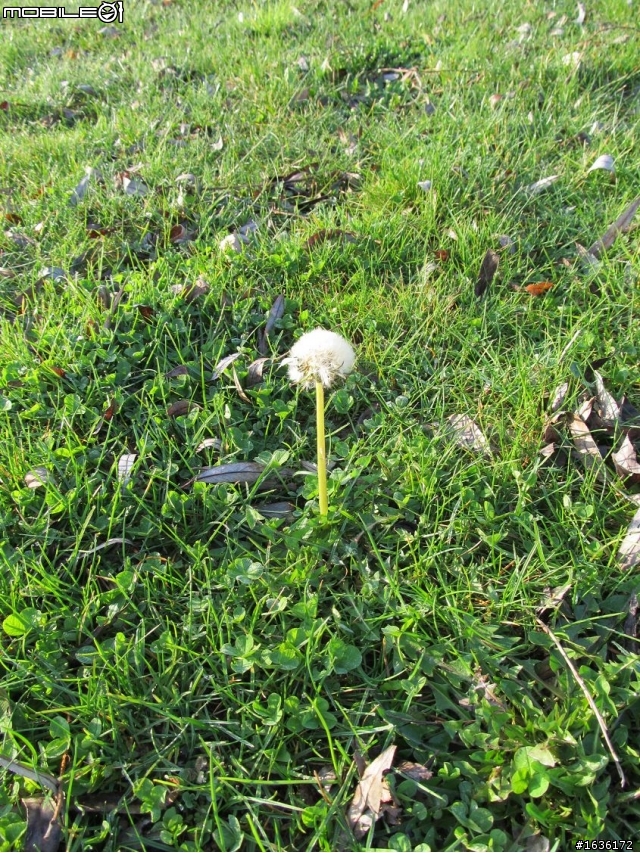 法國蜜月~回來囉~