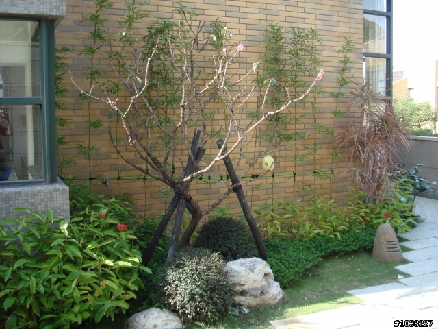 我家之恐怖花園小改造!!
