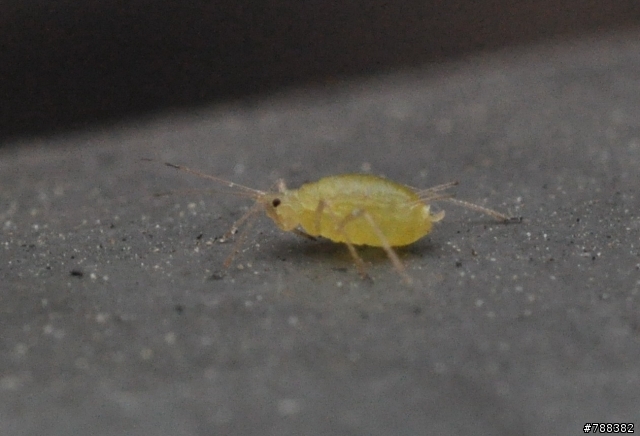 老鏡分享:Nikon Nikkor 55mm f2.8