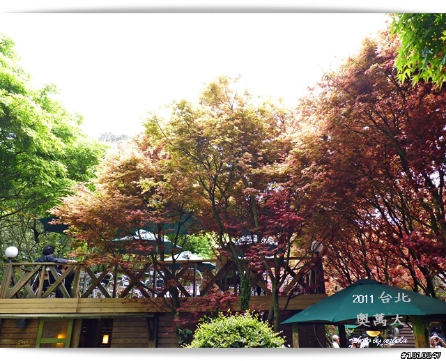 槭紅染山頭~台北奧萬大