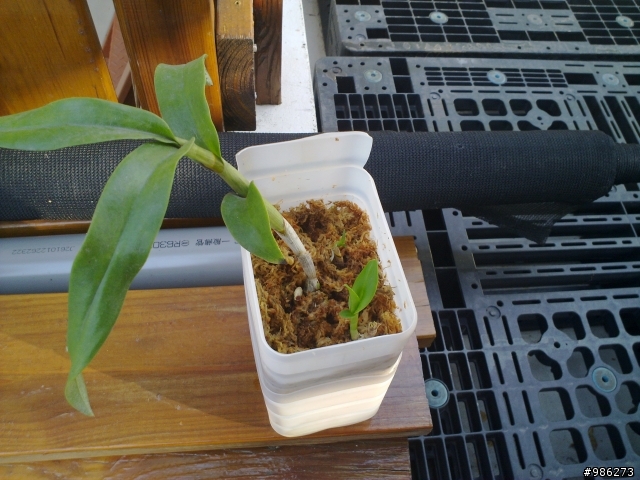 (DIY)牛奶瓶變身花盆兼集水容器