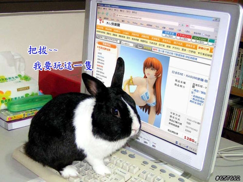 DOA生死格鬥之 波波 大戰 KASUMI