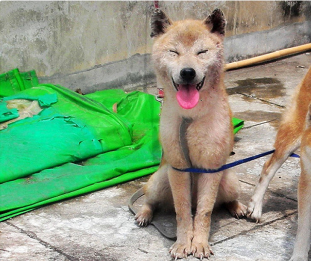 柴犬家族