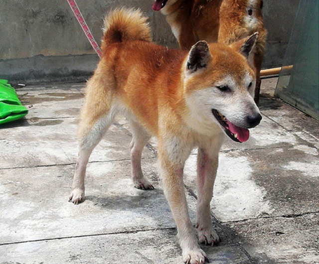 柴犬家族