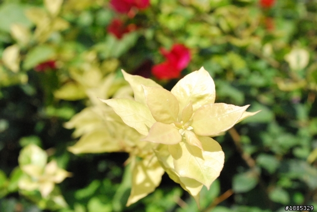 用nikon d60 留影短暫的歡樂時光