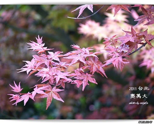 槭紅染山頭~台北奧萬大