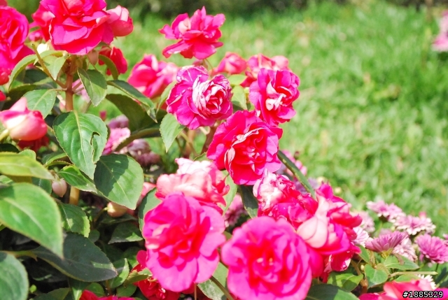 用nikon d60 留影短暫的歡樂時光