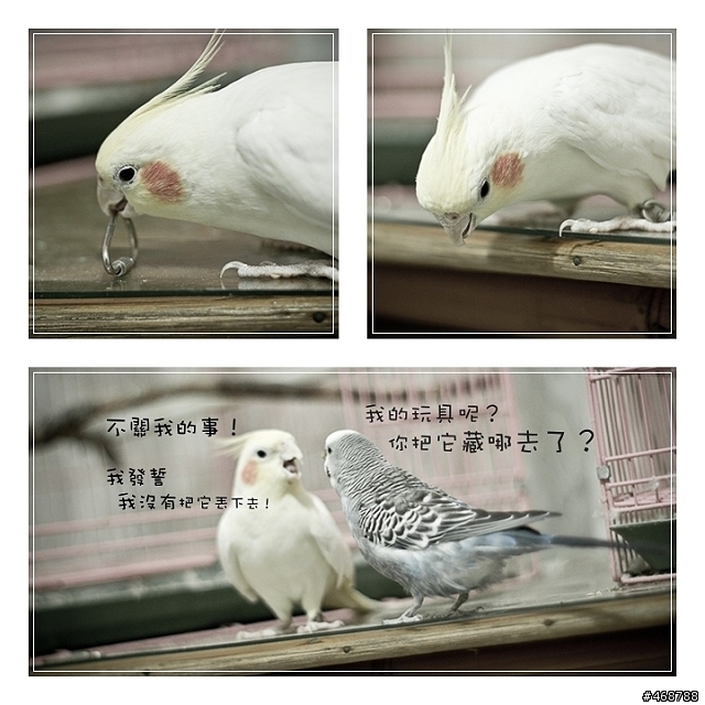 寵物逗趣畫面蓋大樓