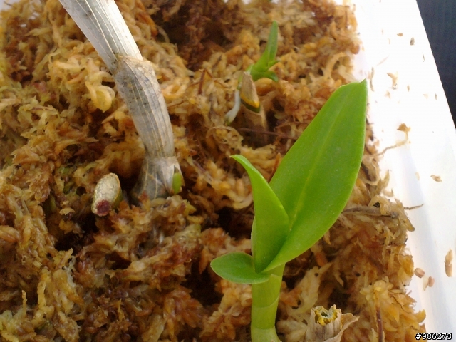 (DIY)牛奶瓶變身花盆兼集水容器