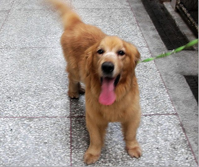 柴犬家族