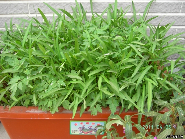 請教植物名