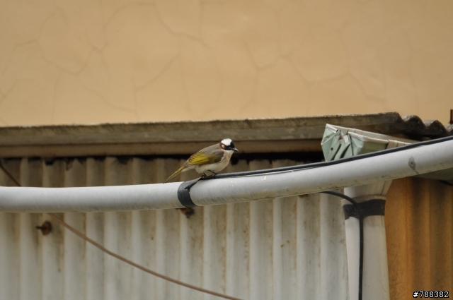 求救:TAMRON 70-300mm VC (A005)拍不出想要的清晰感