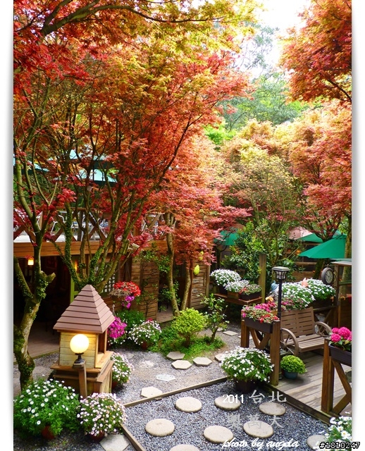 槭紅染山頭~台北奧萬大