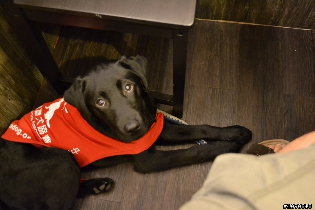 一個導盲犬幼犬寄養家庭的內心話
