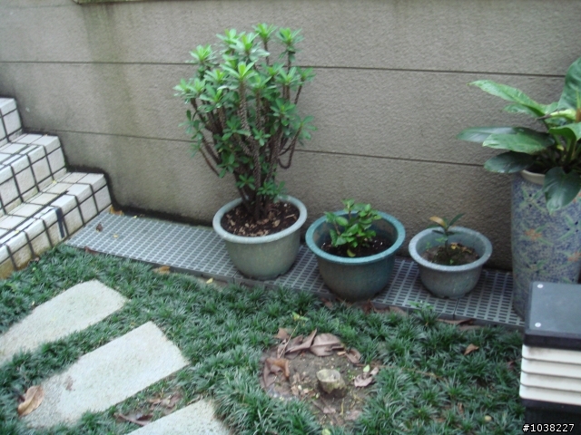 我家之恐怖花園小改造!!