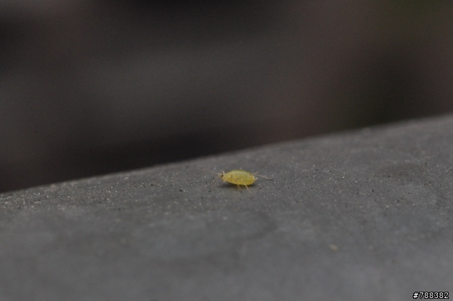 老鏡分享:Nikon Nikkor 55mm f2.8