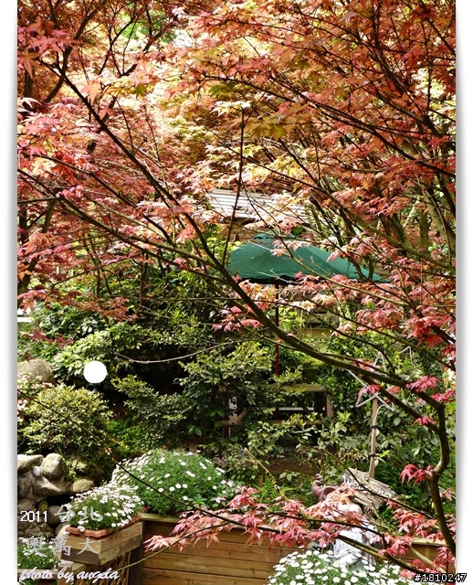槭紅染山頭~台北奧萬大