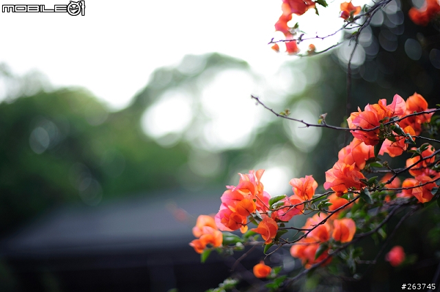超冷門開箱~Voigtlander Nokton 58mm f1.4
