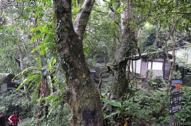 開著Luxgen SUV到三峽大板根紀錄多種板根植物,加映三峽老街。
