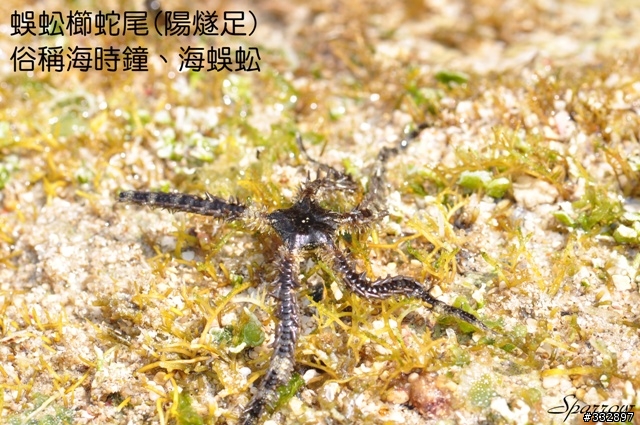 有請對海岸生態有興趣的人看看