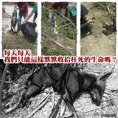 全面緝拿‧懸賞10萬揪出柴山毒狗屠夫