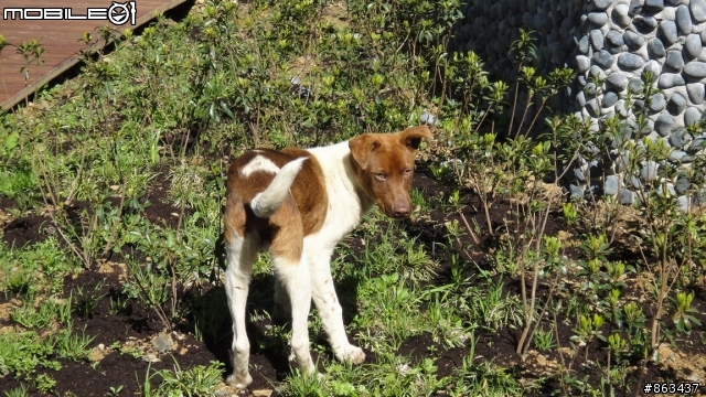 2011_MAY_新中橫,合歡山,梨山,四日遊