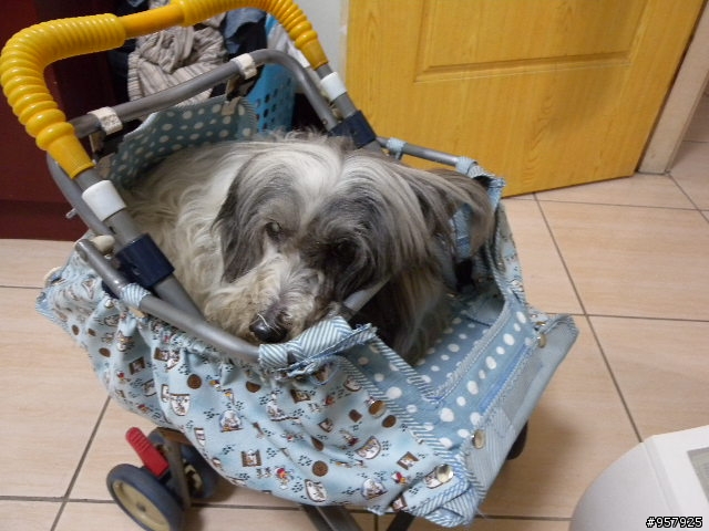 嬰兒車改造寵物推車~拼接版