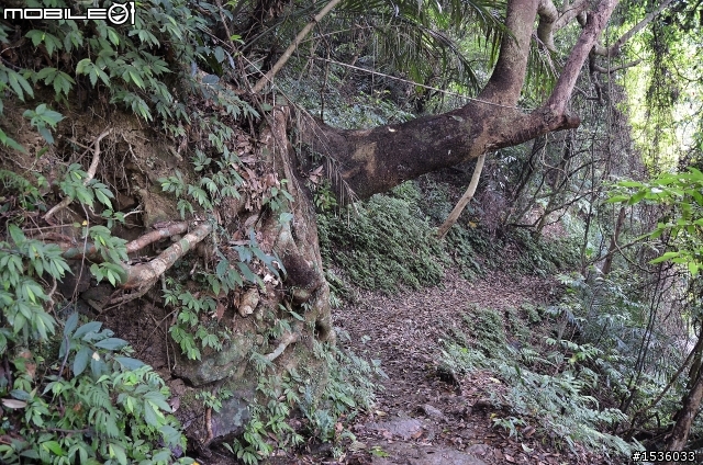 開著Luxgen SUV到三峽大板根紀錄多種板根植物,加映三峽老街。
