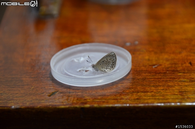 在沒有生態的爭議下,如何拍螢火蟲?也談談我們的生態教育可能謬誤的地方。