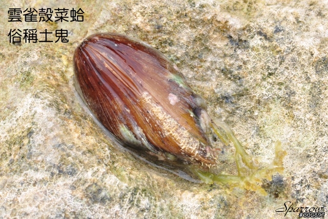 有請對海岸生態有興趣的人看看