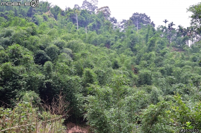 開著Luxgen SUV到三峽大板根紀錄多種板根植物,加映三峽老街。