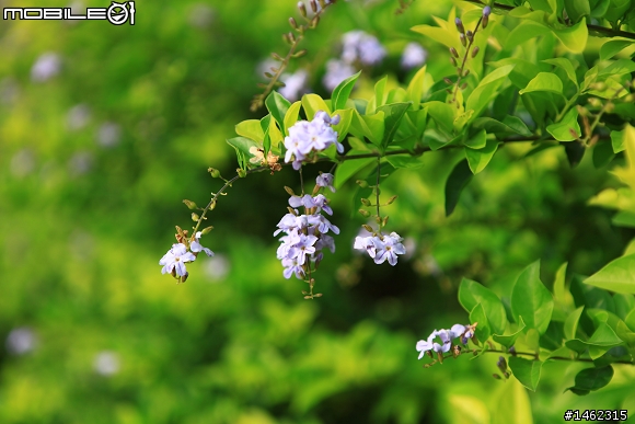 Canon EF 24-70mm F2.8 L USM 開箱