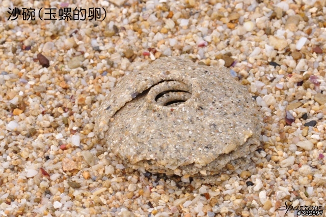 有請對海岸生態有興趣的人看看