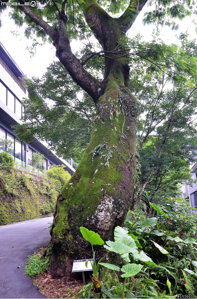 開著Luxgen SUV到三峽大板根紀錄多種板根植物,加映三峽老街。