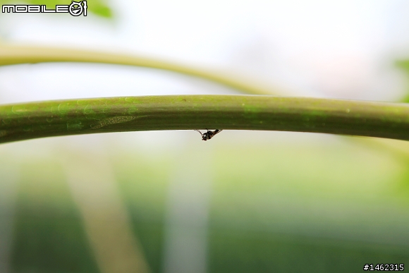 Canon EF 24-70mm F2.8 L USM 開箱