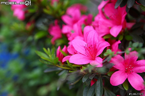 Canon EF 24-70mm F2.8 L USM 開箱