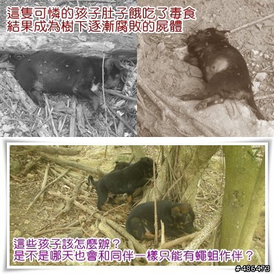 全面緝拿‧懸賞10萬揪出柴山毒狗屠夫