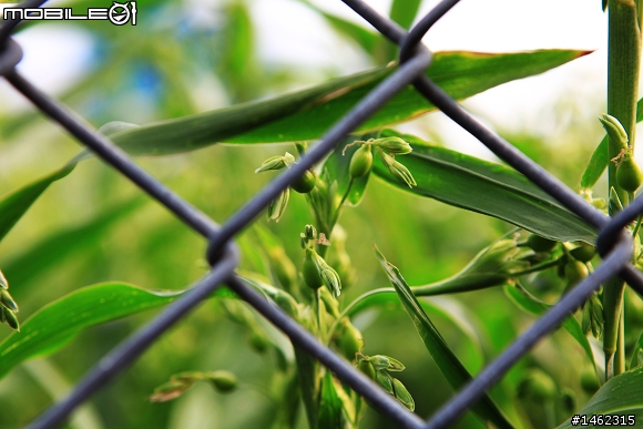 Canon EF 24-70mm F2.8 L USM 開箱