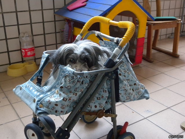 嬰兒車改造寵物推車~拼接版