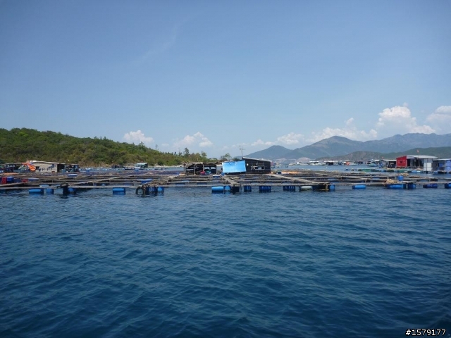 越南芽莊(中越)沙灘的魷魚妹