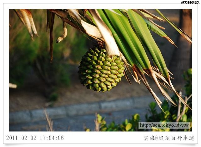 沙灘上的回憶-黃金海岸堤頂自行車道