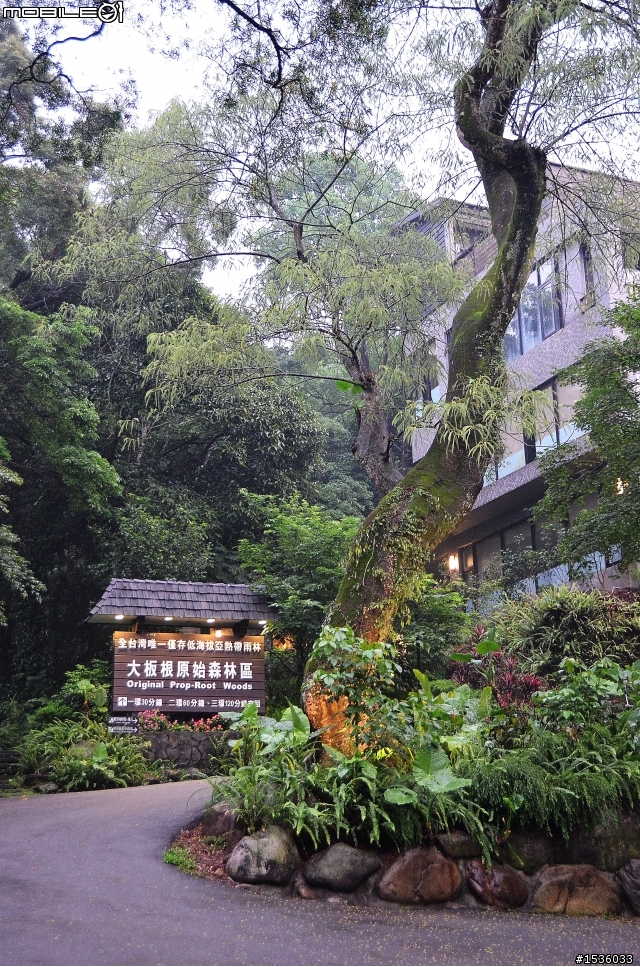 開著Luxgen SUV到三峽大板根紀錄多種板根植物,加映三峽老街。
